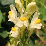 Linaria vulgaris Кветка