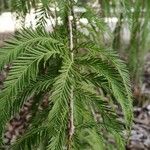 Metasequoia glyptostroboides Levél