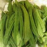 Luffa acutangulaফল