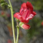 Penstemon baccharifolius 花