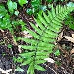 Dryopteris wallichiana ഇല