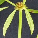 Borreria prostrata Flower