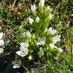 Gentianella campestris Квітка