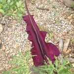 Dracunculus vulgaris Diğer