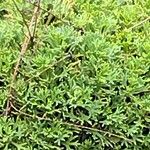Saxifraga canaliculata Hoja
