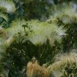Albizia lebbeck Blüte
