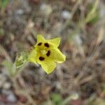 Tuberaria guttata Цветок
