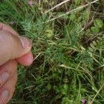 Medicago truncatula Frucht