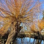 Salix viminalis Corteza
