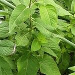 Monarda fistulosa 叶