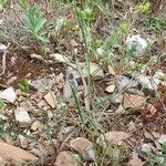 Bupleurum baldense Habit