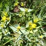 Euphorbia terracina Цветок