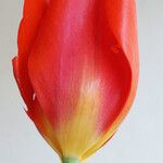 Tulipa mauriana फूल