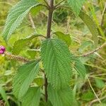 Lantana trifolia Leaf