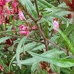 Gaura lindheimeri ᱪᱷᱟᱹᱞᱤ