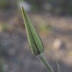 Tragopogon castellanus Õis