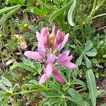 Lupinus hispanicus 花