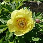 Paeonia × suffruticosa Λουλούδι