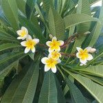 Plumeria alba Flor