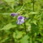 Scutellaria galericulataപുഷ്പം