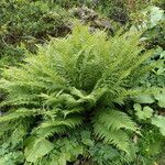 Athyrium distentifolium Habitus