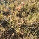 Themeda triandra Frutto