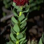 Rhodiola integrifolia Habitus