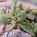 Glottiphyllum oligocarpum List