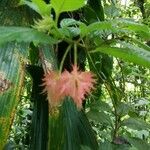 Crantzia cristata Flower