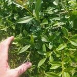 Ligustrum vulgare Leaf