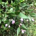 Myrtus communis Frukt