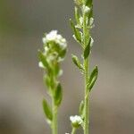 Draba incana Blüte