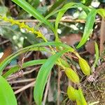 Bulbophyllum coccinatum