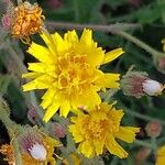 Crepis foetida Квітка