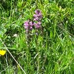 Pedicularis rostratospicata 花