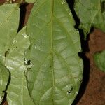 Thomandersia hensii Leaf