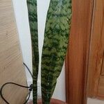 Dracaena hyacinthoides برگ