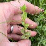 Lindernia dubia 葉