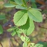 Rosa virginiana Hoja