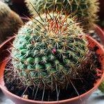 Mammillaria wrightii Hoja