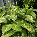 Persicaria virginiana Hoja