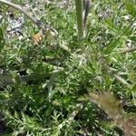 Artemisia atrata Leaf