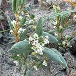 Polygonum maritimumफूल