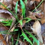 Hieracium venosum Liść