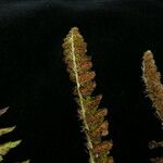 Polystichum lachenense Hábito
