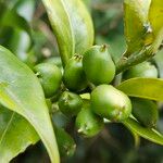 Sarcococca confusa Frucht