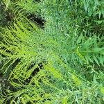 Solidago canadensisFlower