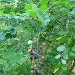 Rubus godronii Mosusu