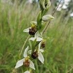 Ophrys apifera Flor