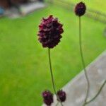 Sanguisorba officinalis Flor